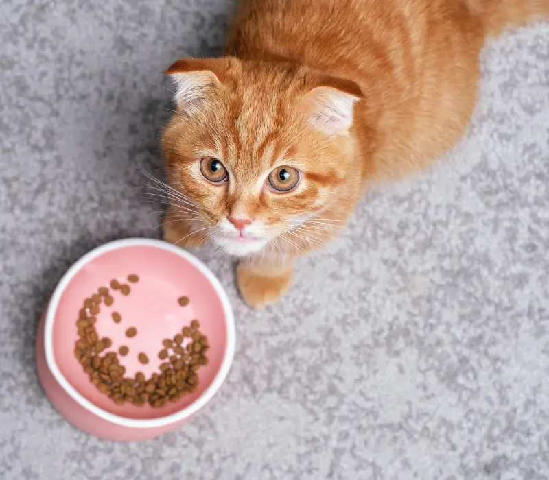 Meu gato parou de comer