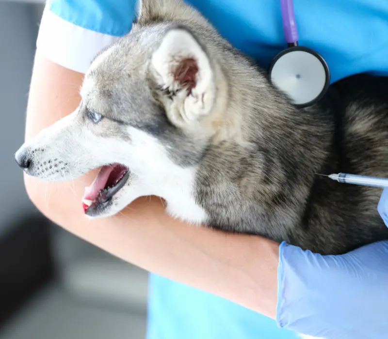 Vacina contra raiva em cães e gatos