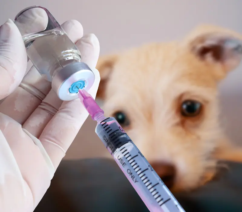 Vacina em cães filhotes
