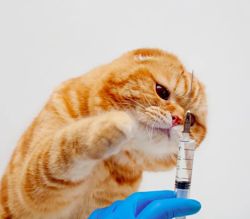 Vacinas para gatos